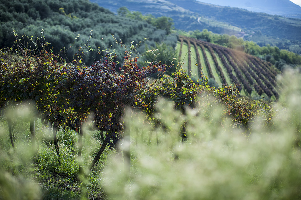 03 - Reportage Azienda Agricola