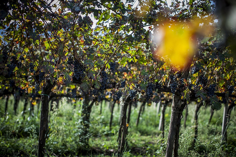 04-reportage-azienda-agricola-Le-Volpi