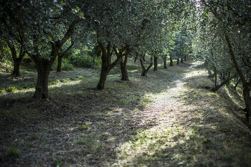 06-shooting-Colli-Euganei-Le-Volpi