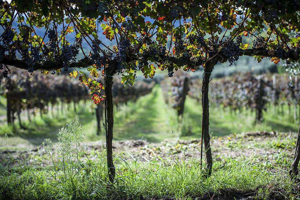 07-servizio-fotografico-azienda-agricola