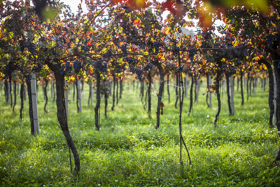 10-servizio-fotografico-azienda-agricola-colli-euganei