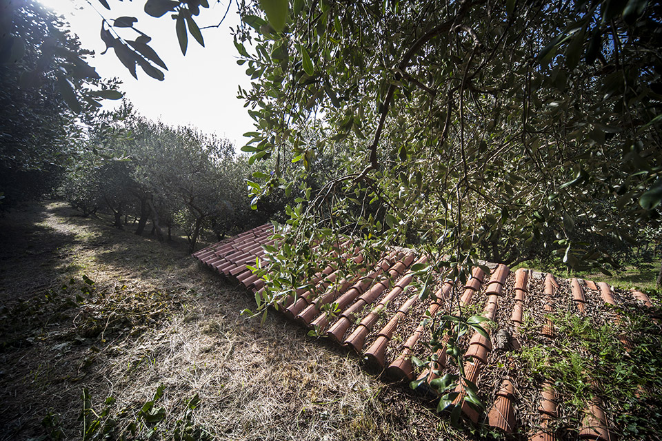 12-reportage-azienda-agricola-colli-euganei